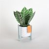 Plant Pop Up Greeting Card